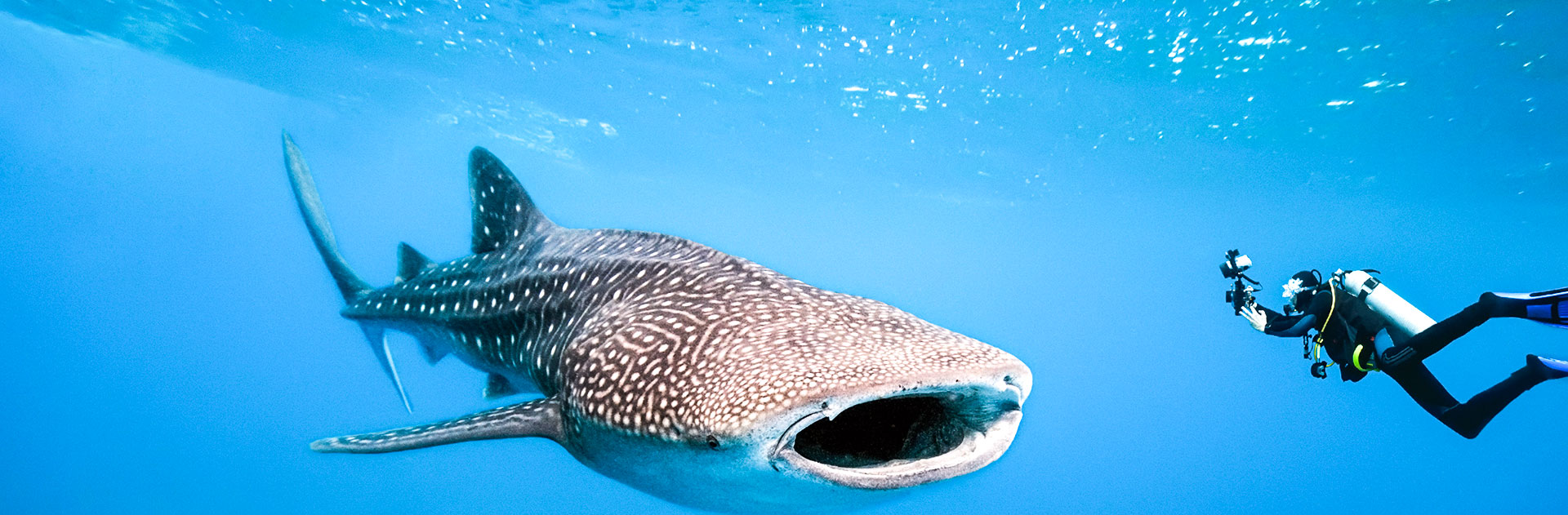 New Zealand Scuba Diving South Island New Zealand Scuba Diving South Island