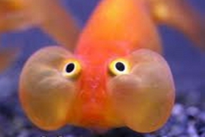 fish%20holding%20breath.jpg