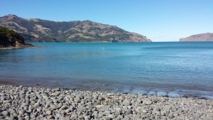 wainui-shore-dive-26-april-2015-sarah-blog