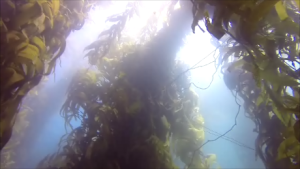 kelp 2