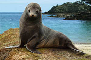 furseal