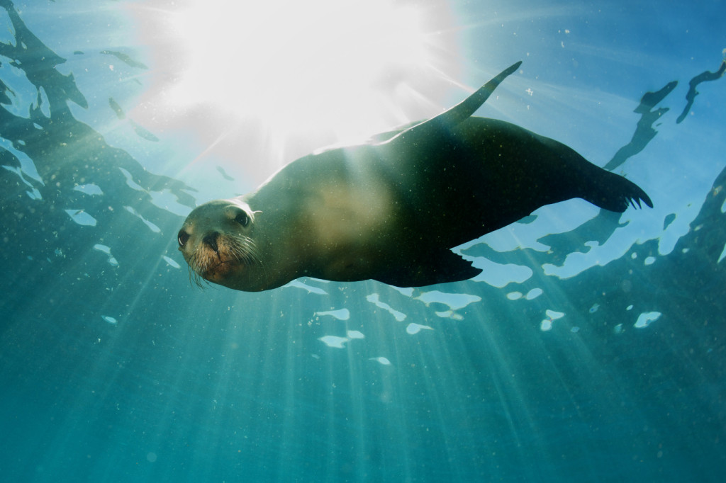 Cute Diving Companions