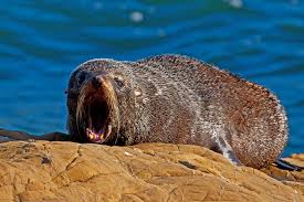 seal yawn