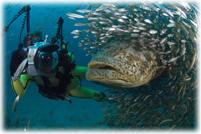 underwater photography