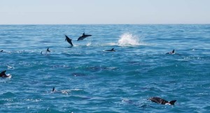 Hikurangi Dolphins Marine Reserve Diving