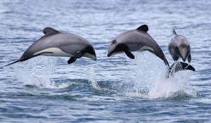 12-MEX-dolphins.jpg