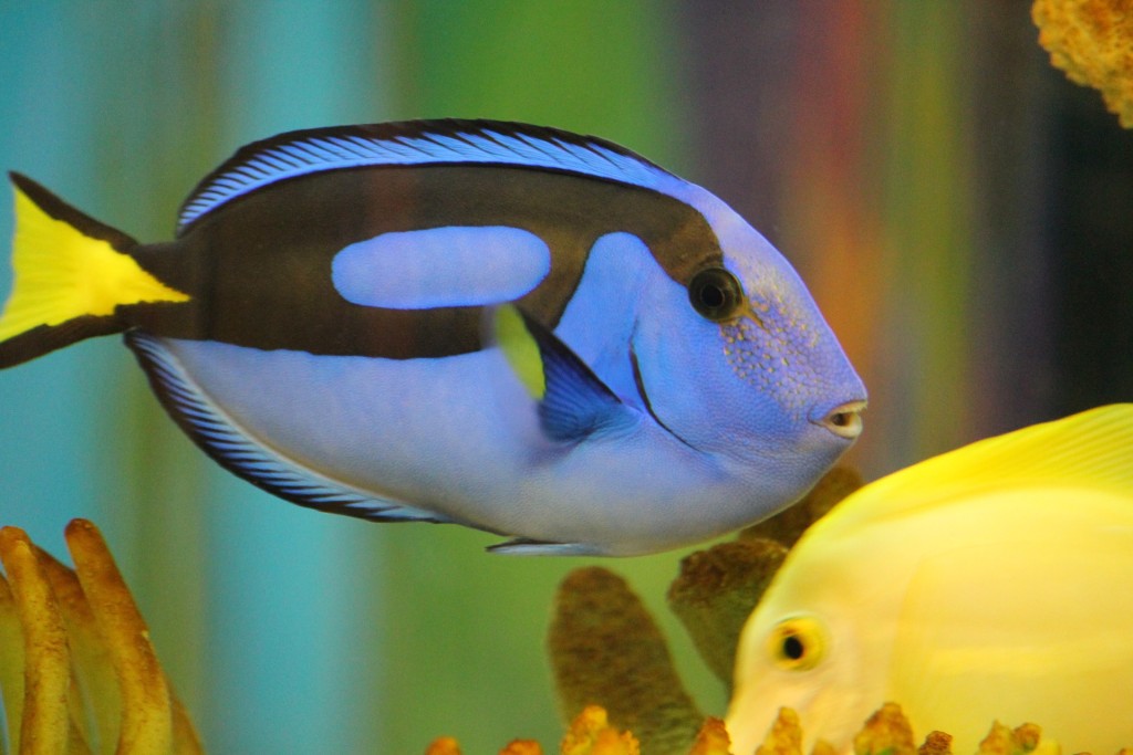 Regal Blue Tangs like Dory cannot be bred in captivity