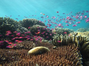 dive Fiji