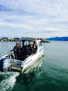 Kaikoura boat dive