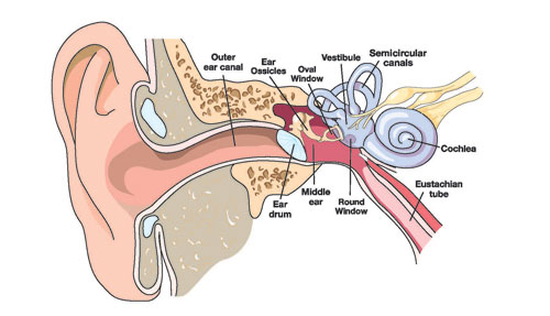Inner Ear diagram