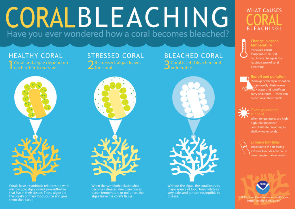 coral bleaching