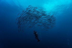 Diving Solomons