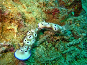 Pair of nudibranchs