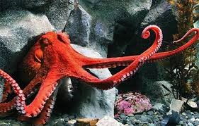 Octopus