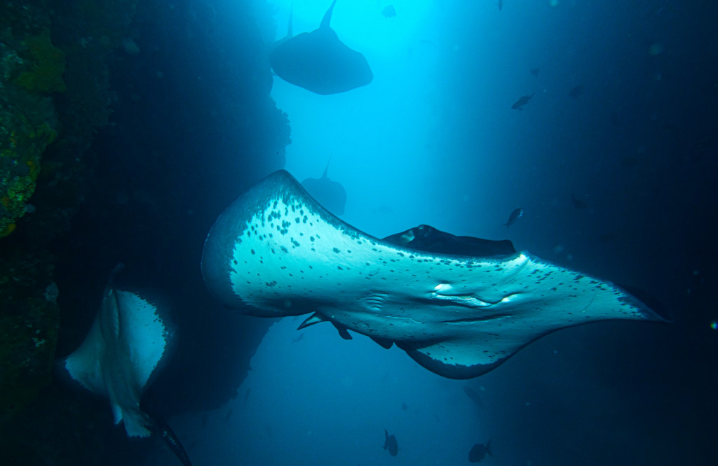 Stingray's at depth.