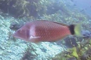 Scarlet Wrasse