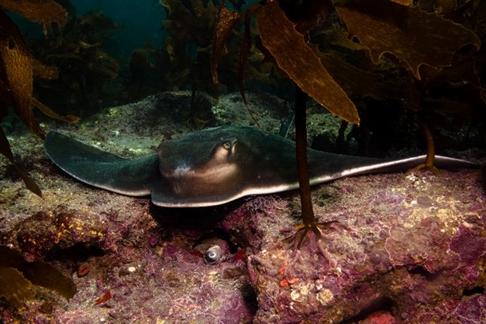 Stingray