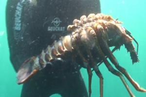 Crustaceans & Molluscs