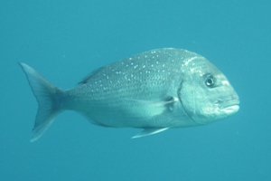 Reef & Weedline Fish